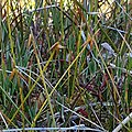 Carex pauciflora plant (07).jpg