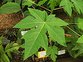 Carica papaya11.jpg