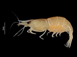 Caridina buehleri