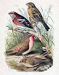 Thumbnail for File:Carpodacus trifasciatus &amp; Carpodacus stoliczkae 1891.jpg