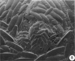 SEM photomicrograph of a carterinid test wall, showing secreted calcite spicules in organic matrix Carterina spiculotesta wall.png