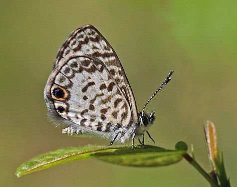 Cassius blue (Leptotes cassius theonus) from Cuba, a small butterfly from the Lycaenidae family. (created and nominated by Charlesjsharp)