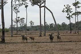 283px-Cat_Tien_National_Park.jpg