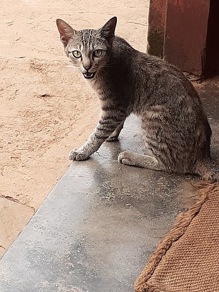 File:Cat at Nepali village hose.jpg
