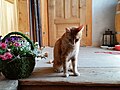 *Nomination house cat --KaiBorgeest 21:08, 13 May 2024 (UTC) * Discussion  Support Good quality. --Acroterion 01:23, 14 May 2024 (UTC) * Oppose. I love cats, but the photo shown here is not a quality image for me. The right side of the animal is too dark, out of focus, and the background is crooked. A pity. But perhaps it's debatable that I'm looking at it wrong. -- Spurzem 09:24, 14 May 2024 (UTC) I saw the composition and mood as compensation. --Acroterion 14:06, 14 May 2024 (UTC)