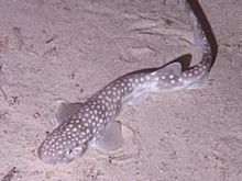 Catshark oedv.jpg 