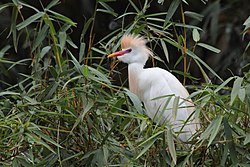 Cattle Egret (Bubulcus ibis) (5771892531).jpg