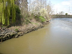 The shore of Cecil Moses Memorial Park, held in place by old tires. This is looking downstream from the bridge.