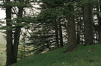 'Cedars of God', Lebanon