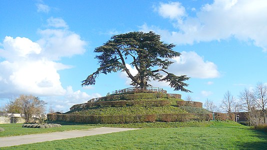 Cèdre du Liban sur son tertre dans le parc Michel d’Ornano à Caen.