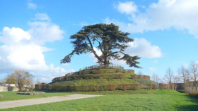 Le Cèdre du Liban sur son tertre dans le parc Michel-dOrnano à Caen.