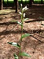 Français : Cephalanthera damasonium Catena de Rangeval (Meuse), France