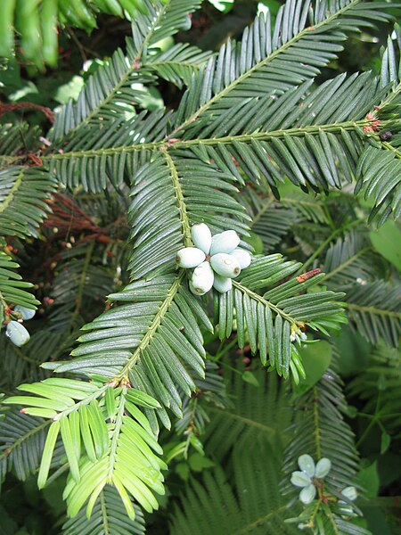 File:Cephalotaxus harringtonia var. nana 5.JPG