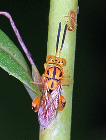 Chalcid Wasp - Conura turlari, Ekologik suv havzasi, Everglades milliy bog'i, Homestead, Florida.jpg