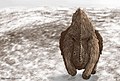 Charging Woolly rhinoceros