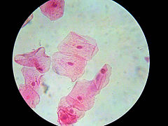 Human cheek cells (Nonkeratinized stratified squamous epithelium) 500x