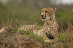 Cheetah (Acinonyx jubatus) female 2.jpg