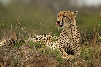 Fêmea de guepardo (Acinonyx jubatus) na Reserva privada de caça de Phinda, KwaZulu-Natal, África do Sul. (definição 5 472 × 3 648)
