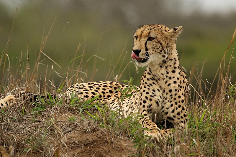 File:Cheetah (Acinonyx jubatus) female 2.jpg