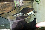 Thumbnail for Parker's snake-necked turtle