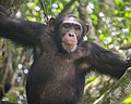 Chimpanzé de Bossou 27.jpg