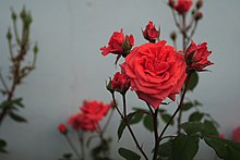 Rose chinoise.JPG