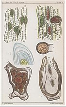 Chlamydomyxa labyrinthuloides Certains sont enkystés dans des feuilles de Sphaignes