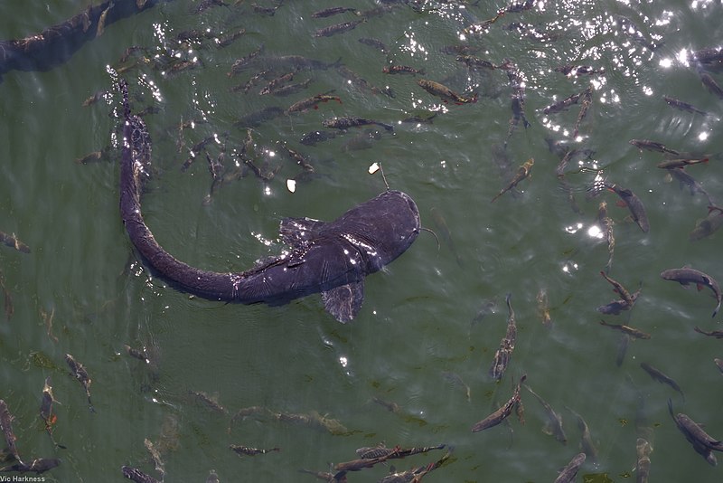 File:Chornobyl catfish 2016 - 4.jpg