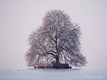 L'île de Peilz en hiver (2017).