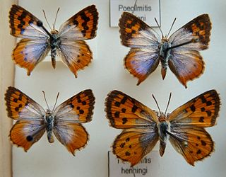 <i>Chrysoritis henningi</i> Species of butterfly
