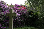 Cemetery rhododendron