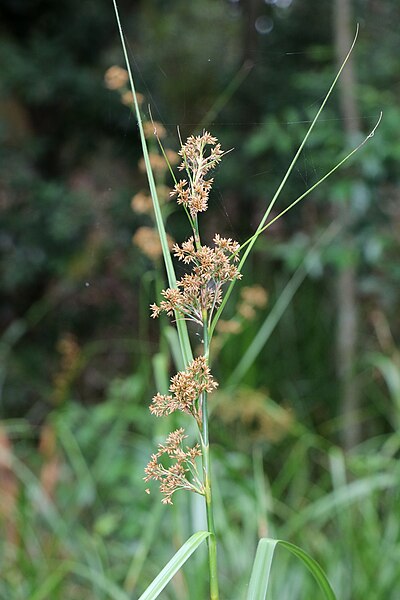 File:Cladium procerum Monterey New South Wales.jpg