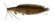 Clarias intermedius-1.png