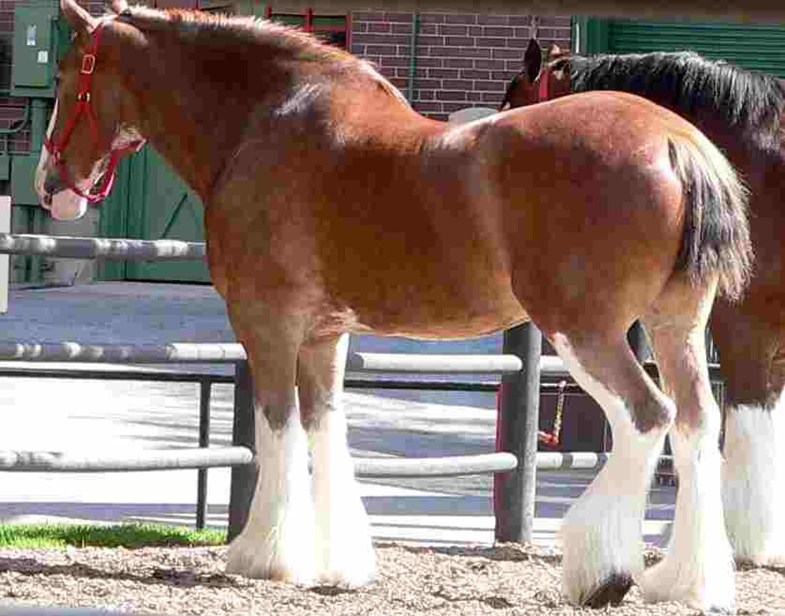 Clydesdale