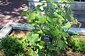 Friendship Hybrid Sage Salvia 'Amistad'