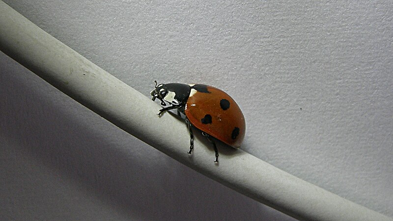 File:Coccinella septempunctata (5064585740).jpg