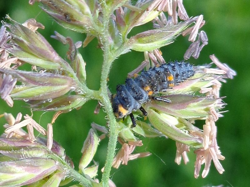 File:Coccinella septempunctata 03.JPG