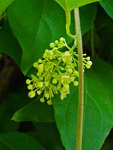 Cocculus orbiculatus Inflorescence