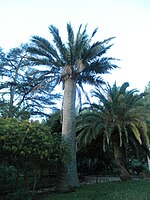 Cocotier du Chili dans un parc et à proximité d'un dattier des Canaries.