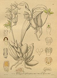 plate 235 I. Coelogyne chloroptera II. Coelogyne sparsa