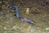 Coho salmon are threatened by rising sea temperatures and poor stream conditions