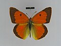 dorsal side