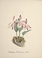 Pleione hookeriana (as syn. Coelogyne hookeriana) aquarell in: Collection d'orchidées, (1850-1870)