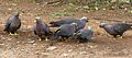 Columba arquatrix, by kleilek, c, Pretoria.jpg