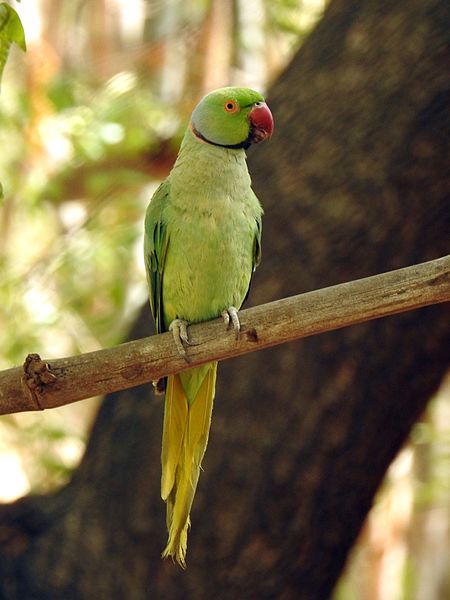 File:Common Parakeet.jpg