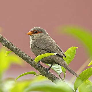 <span class="mw-page-title-main">Common waxbill</span> Species of bird