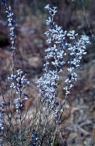 <i>Conospermum brachyphyllum</i> Species of Australian shrub