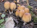 Miniatura para Coprinellus micaceus