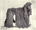 Corded Poodle from 1915.JPG