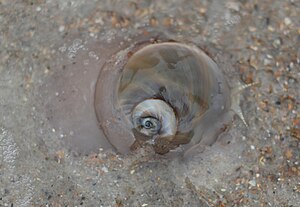 Core Banks - Moon Snail.JPG